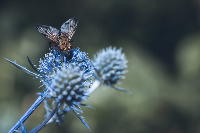 Free download hedgehog fly insects nature animals free picture to be edited with GIMP free online image editor