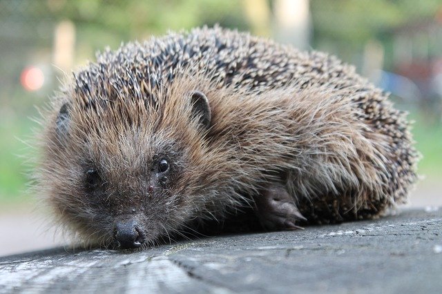 Free download Hedgehog Garden -  free photo or picture to be edited with GIMP online image editor