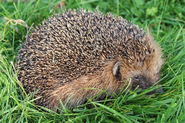 Free download Hedgehog Garden Gras -  free photo or picture to be edited with GIMP online image editor