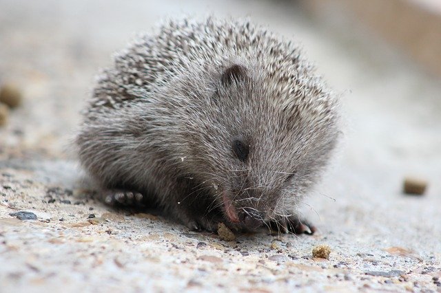 Free download Hedgehog Nature Cute -  free photo or picture to be edited with GIMP online image editor