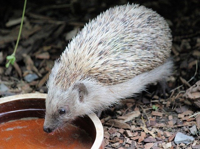 Free download Hedgehog Quills Animal -  free photo or picture to be edited with GIMP online image editor