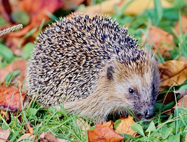 تحميل مجاني Hedgehog Scared Mammal - صورة مجانية أو صورة مجانية لتحريرها باستخدام محرر الصور عبر الإنترنت GIMP