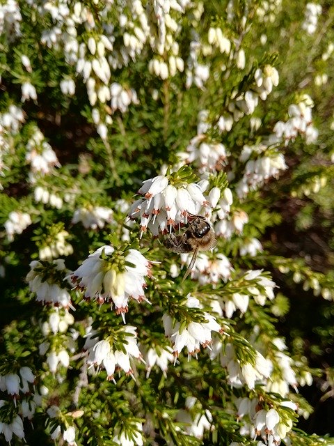 Free download Heide Bee Blossom -  free photo or picture to be edited with GIMP online image editor