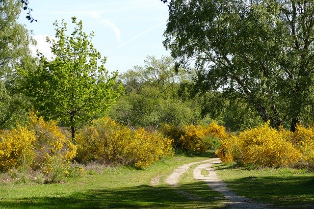 Free download Heide Broom Flora -  free photo or picture to be edited with GIMP online image editor