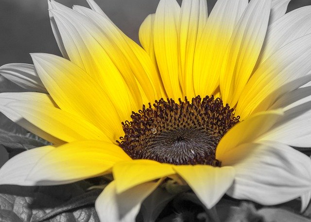 Free download Helianthus Sunflower Color Key -  free photo or picture to be edited with GIMP online image editor