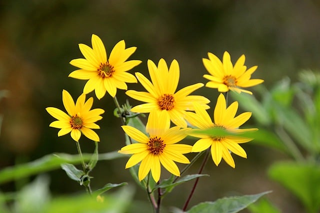 Free download helianthus western sunflower flowers free picture to be edited with GIMP free online image editor