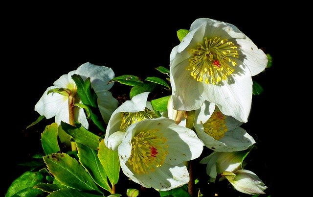 Free download Hellebore Flowers White -  free photo or picture to be edited with GIMP online image editor