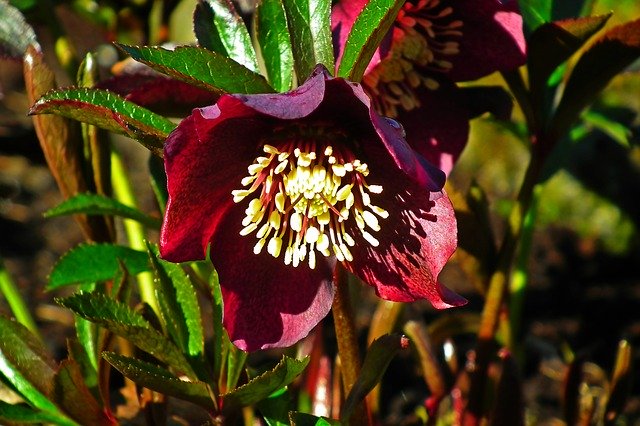 Free download Hellebore Flower Winter -  free photo or picture to be edited with GIMP online image editor