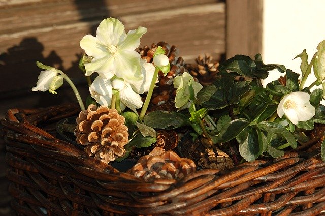 Free download Hellebore White Flowers Christmas -  free photo or picture to be edited with GIMP online image editor