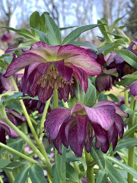 Free download Hellebore Winter Flower -  free photo or picture to be edited with GIMP online image editor