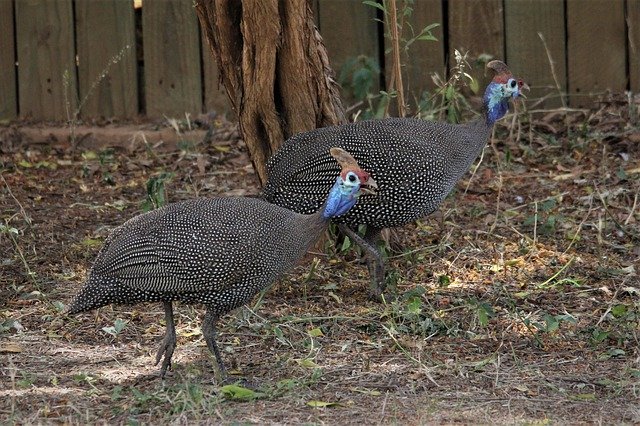 Free download Helmeted Guinea-Fowl Guinea Fowl -  free photo or picture to be edited with GIMP online image editor