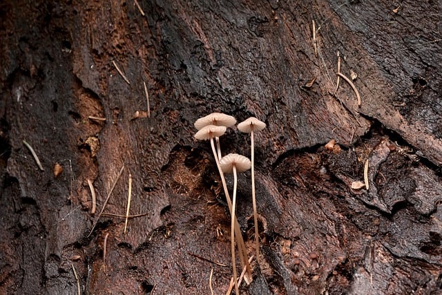 Free download helmetlings small mushrooms free picture to be edited with GIMP free online image editor