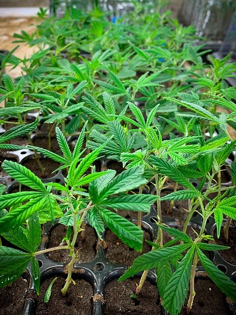 Free download Hemp Clones -  free photo or picture to be edited with GIMP online image editor