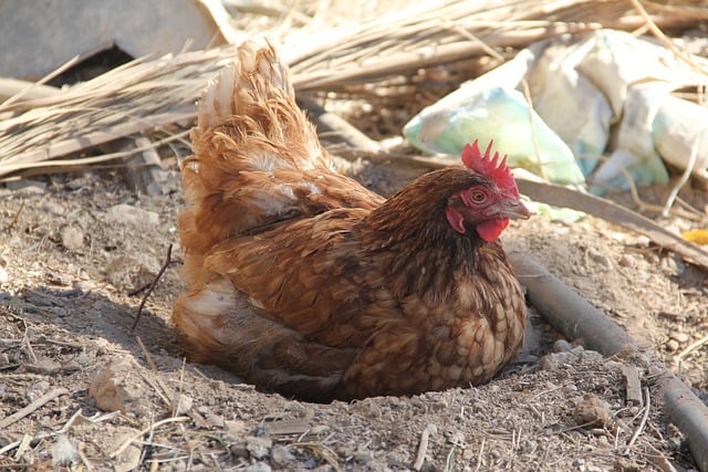 Free download hen bird pens egg corral farm free picture to be edited with GIMP free online image editor