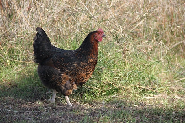 Free download hen chicken bird field corral free picture to be edited with GIMP free online image editor