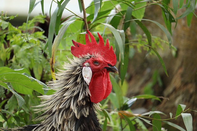 Free download hen chicken bird livestock poultry free picture to be edited with GIMP free online image editor