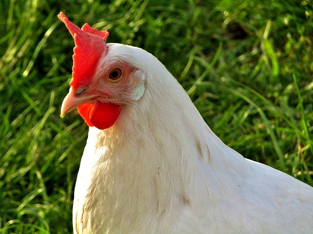 ດາວໂຫລດຟຣີ Hen Chicken White Close - ຮູບພາບຫຼືຮູບພາບທີ່ບໍ່ເສຍຄ່າເພື່ອແກ້ໄຂດ້ວຍບັນນາທິການຮູບພາບອອນໄລນ໌ GIMP