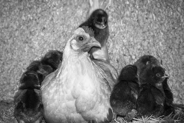 Free download hen chicks birds pens chicken coop free picture to be edited with GIMP free online image editor