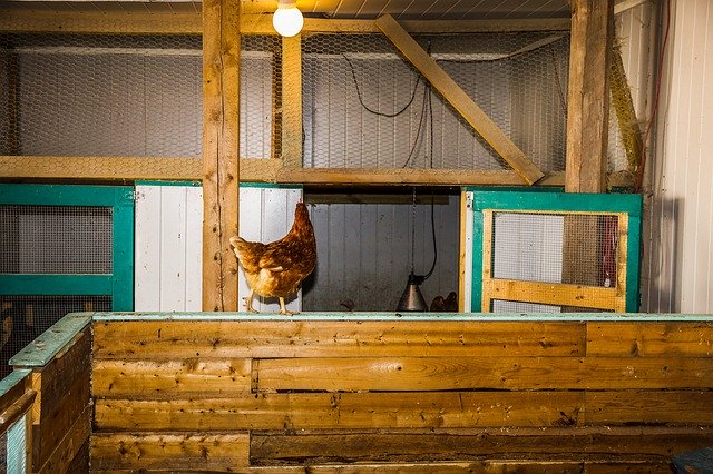 Free download Hen Farm Indoor -  free photo or picture to be edited with GIMP online image editor