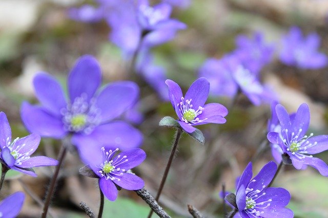 Free download Hepatica Flowers Spring -  free photo or picture to be edited with GIMP online image editor