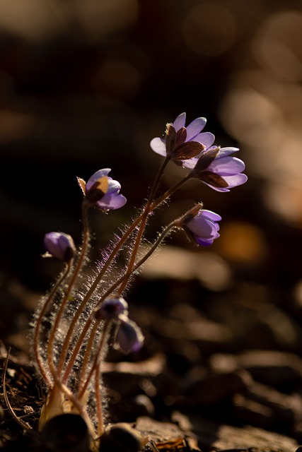 Free download hepatica my ass spring winter free picture to be edited with GIMP free online image editor