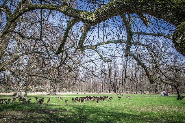 ດາວ​ໂຫຼດ​ຟຣີ Herd Fallow Deer Park - ຮູບ​ພາບ​ຟຣີ​ຫຼື​ຮູບ​ພາບ​ທີ່​ຈະ​ໄດ້​ຮັບ​ການ​ແກ້​ໄຂ​ກັບ GIMP ອອນ​ໄລ​ນ​໌​ບັນ​ນາ​ທິ​ການ​ຮູບ​ພາບ​