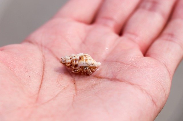 Free download Hermit Crab Conch Hand -  free photo or picture to be edited with GIMP online image editor