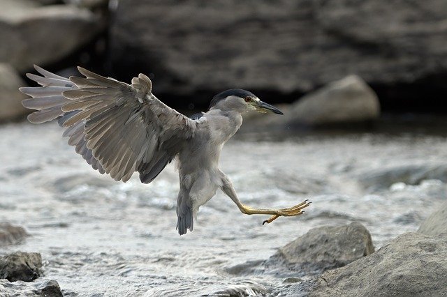 Free download Heron Animal Plumage -  free photo or picture to be edited with GIMP online image editor