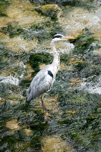 Free download Heron Bach Nature -  free photo or picture to be edited with GIMP online image editor