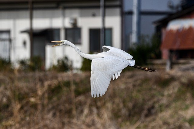 Free download heron bird animal egret wildlife free picture to be edited with GIMP free online image editor