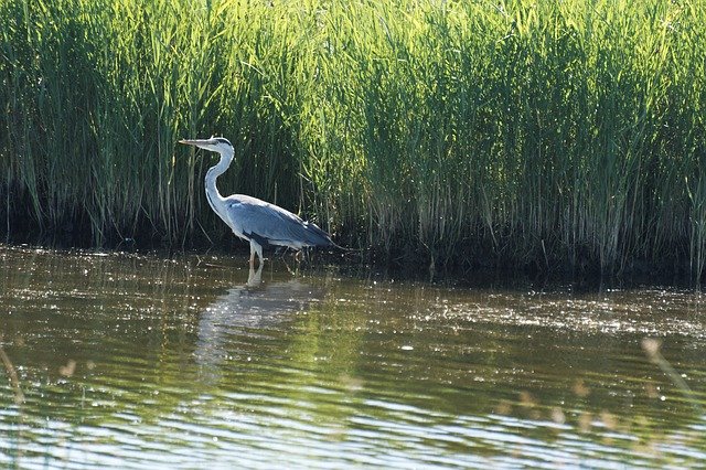 Free download Heron Bird Animal World -  free photo or picture to be edited with GIMP online image editor