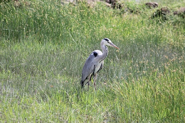 Free download heron bird beak crane grass free picture to be edited with GIMP free online image editor