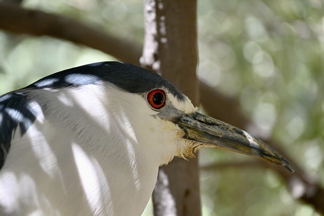 Free download heron bird night heron free picture to be edited with GIMP free online image editor