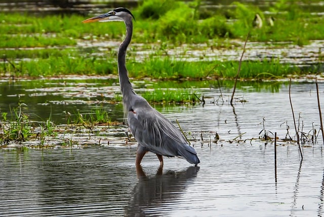 Free download heron bird pond lake avian free picture to be edited with GIMP free online image editor