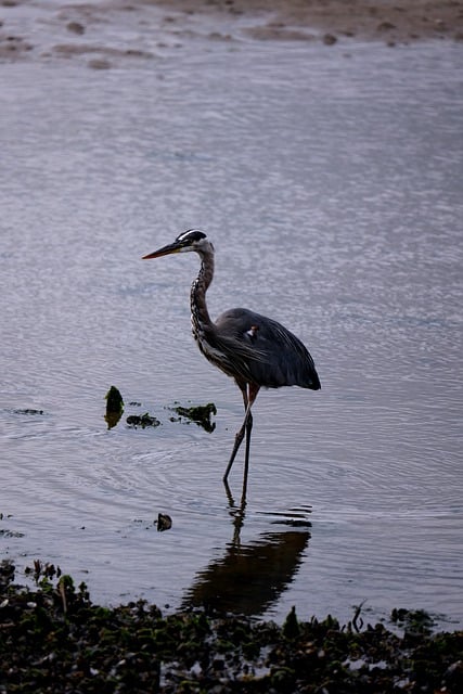 Free download heron bird water bird waterfowl free picture to be edited with GIMP free online image editor