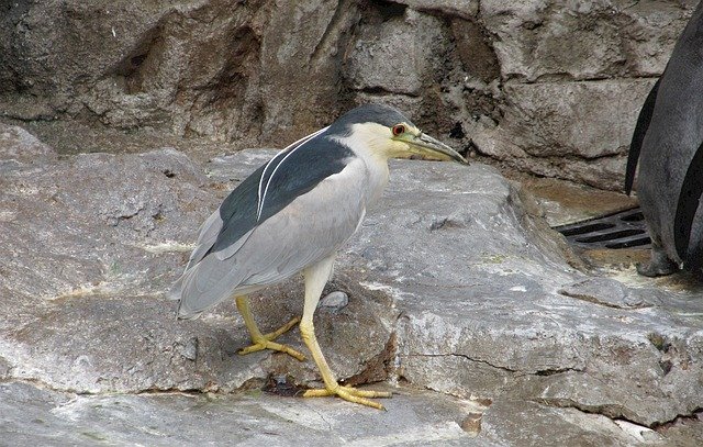 Free download Heron Black Crowned Night Wildlife -  free photo or picture to be edited with GIMP online image editor