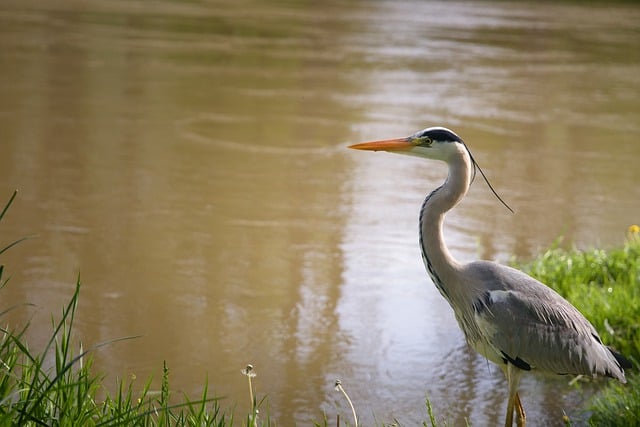 Free download heron grass green danube river free picture to be edited with GIMP free online image editor