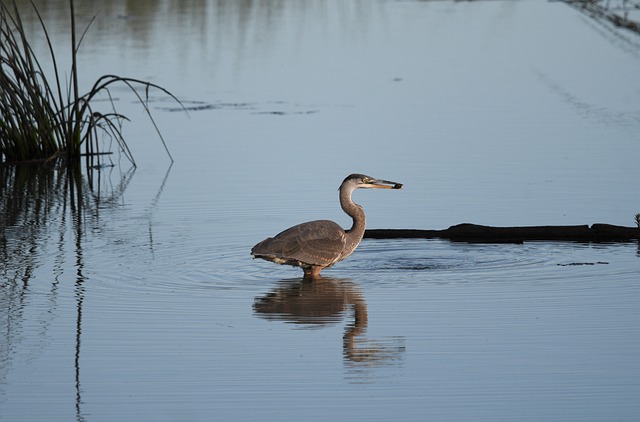 Free download heron great blue heron wings water free picture to be edited with GIMP free online image editor