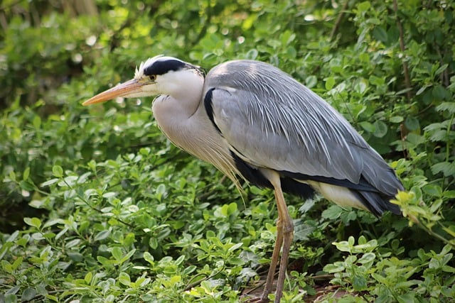 Free download heron grey heron bird ardea cinerea free picture to be edited with GIMP free online image editor