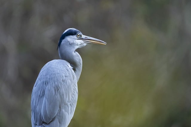 Free download heron grey heron bird water bird free picture to be edited with GIMP free online image editor