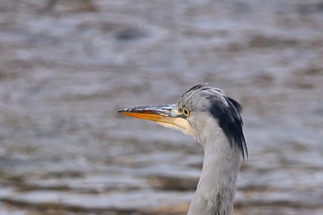 Free download heron grey heron lake water spring free picture to be edited with GIMP free online image editor