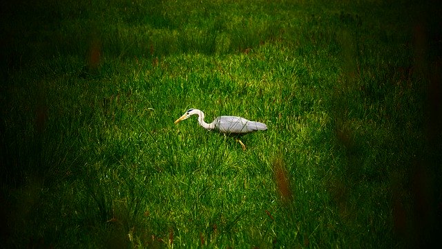 Free download Heron Hunting Hunt -  free photo or picture to be edited with GIMP online image editor