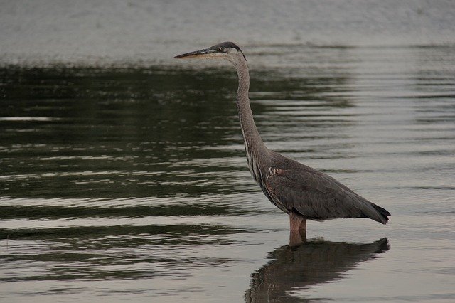 Free download Heron Lake Ontario -  free photo or picture to be edited with GIMP online image editor