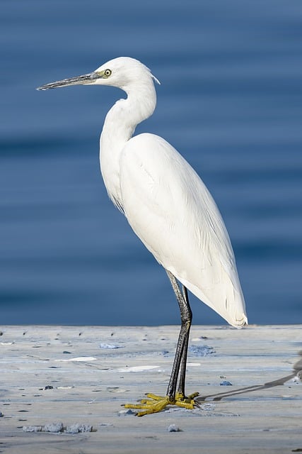 Free download heron little egret bird animal free picture to be edited with GIMP free online image editor