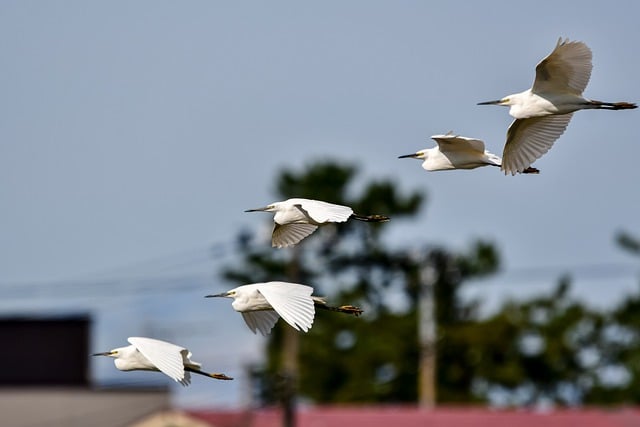 Free download herons animal bird egrets wings free picture to be edited with GIMP free online image editor