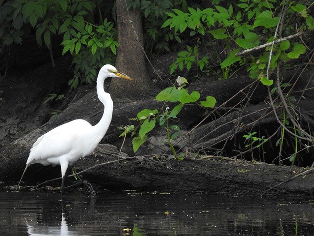 Free download Heron Swamp Louisiana -  free photo or picture to be edited with GIMP online image editor