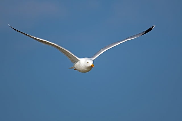 Free download herring gull bird sky flying gull free picture to be edited with GIMP free online image editor