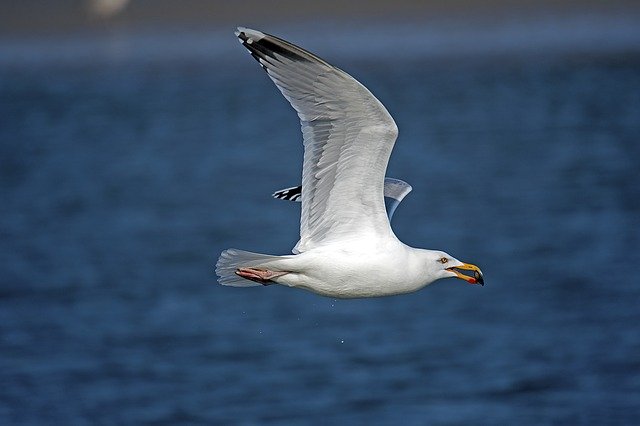 Free download Herring Gull Seagull North Sea -  free photo or picture to be edited with GIMP online image editor