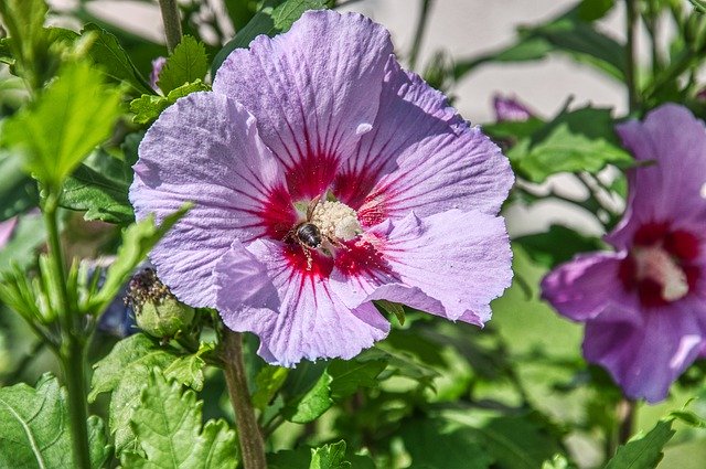 Free download Hibiscus Bush Pollen -  free photo or picture to be edited with GIMP online image editor