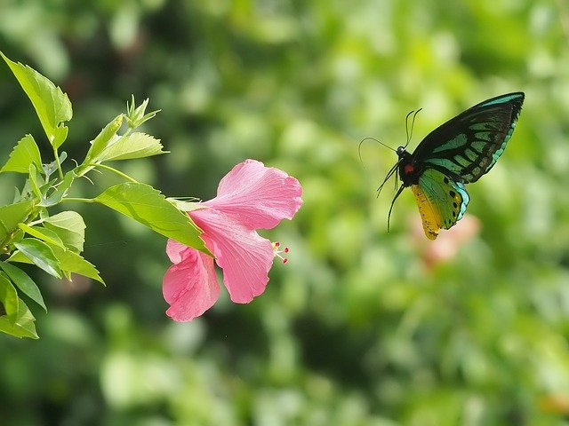 Free download Hibiscus Butterflies -  free photo or picture to be edited with GIMP online image editor